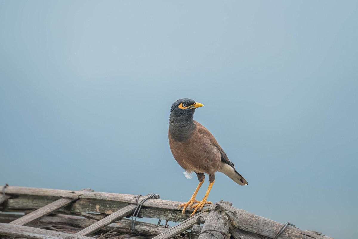 Common Myna - ML646903759