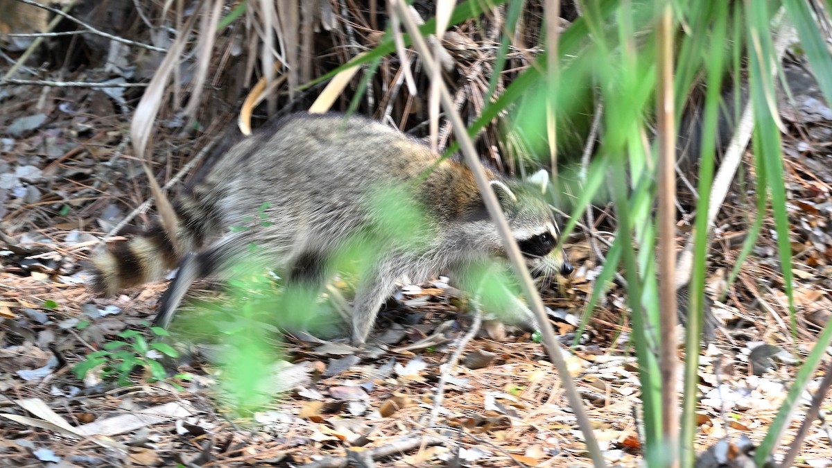 Florida Raccoon - ML646903760