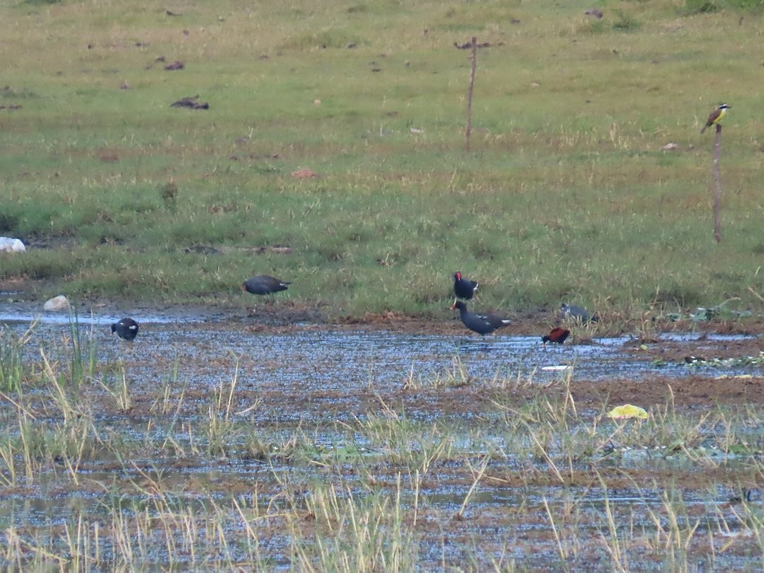 Common Gallinule - ML646903761