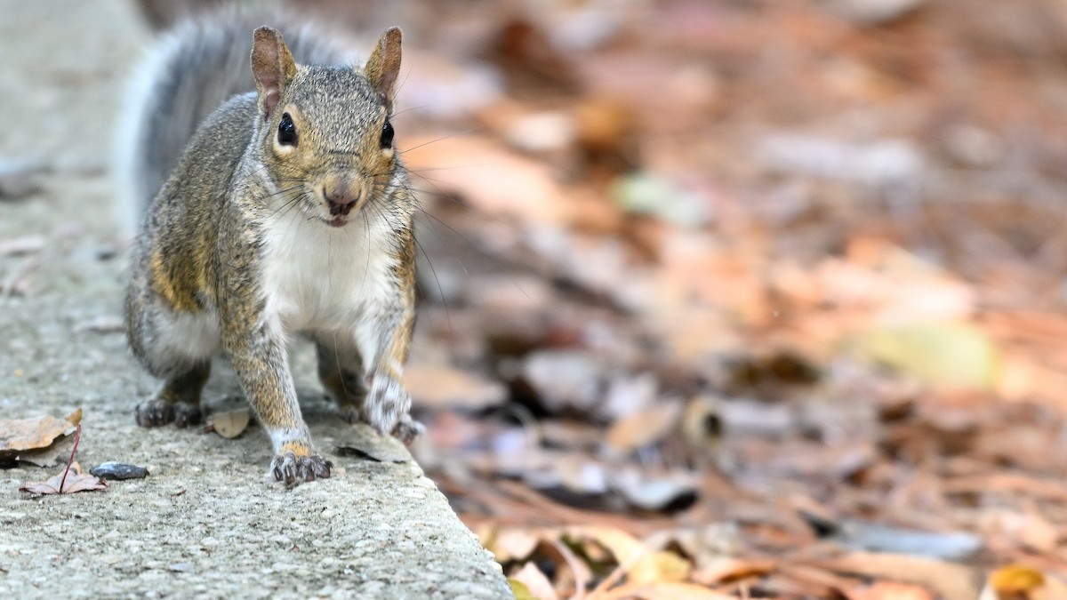 Florida Gray Squirrel - ML646903762