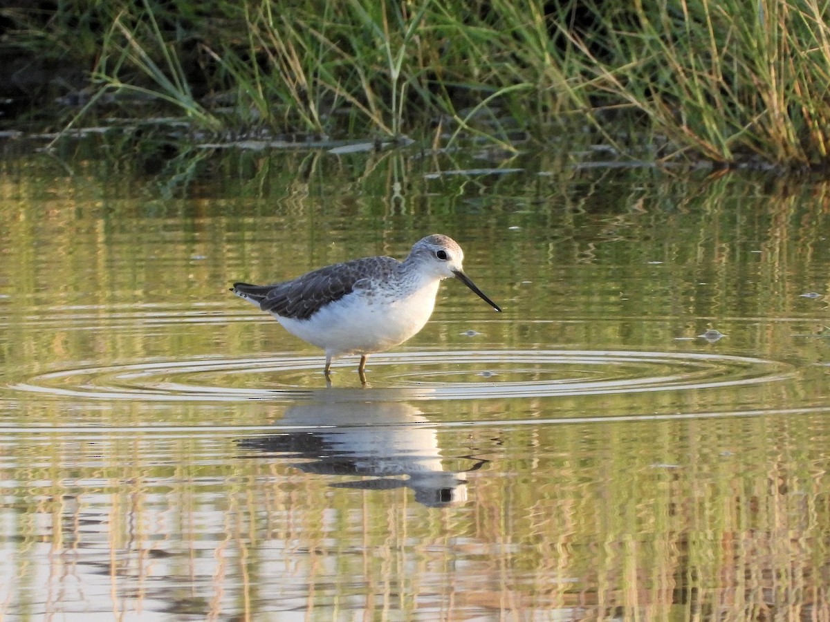 Marsh Sandpiper - ML646903763