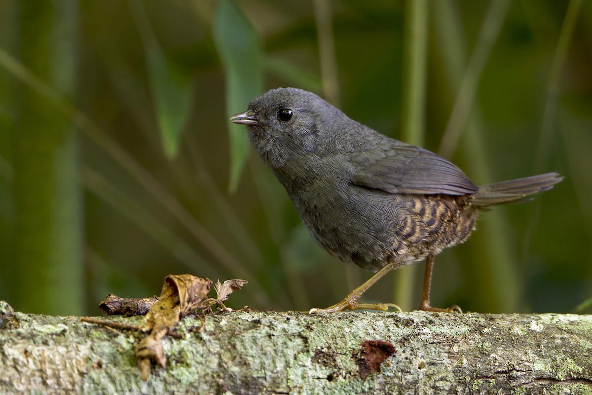 Planalto Tapaculo - ML646903764