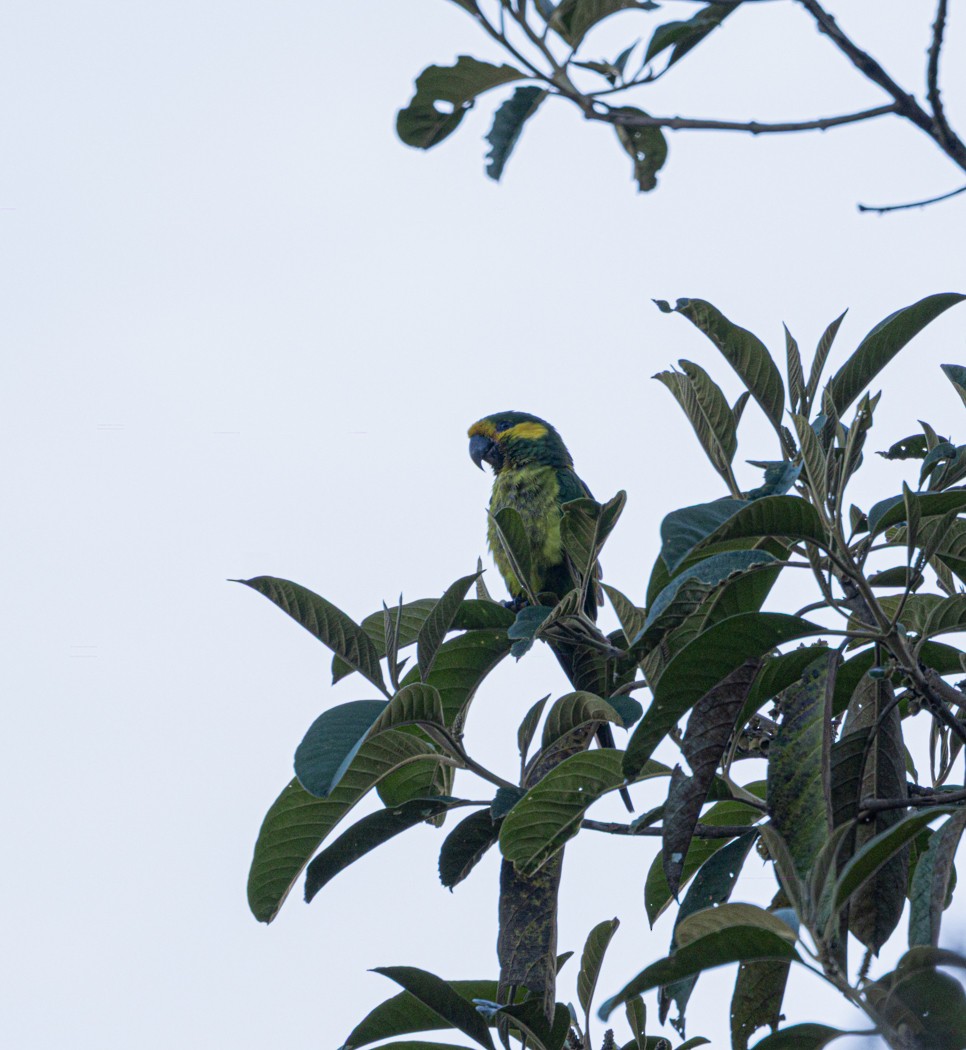 Yellow-eared Parrot - ML646903765