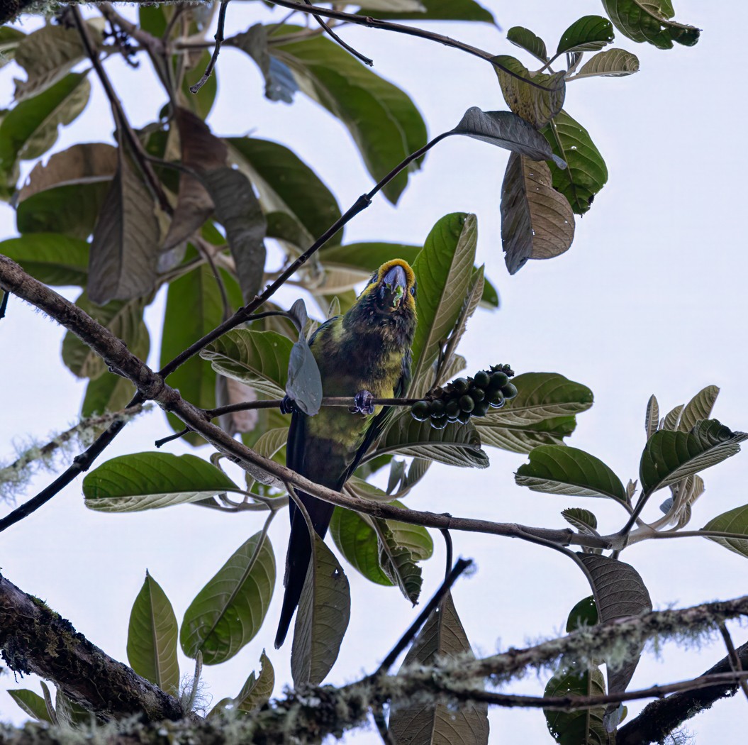 Yellow-eared Parrot - ML646903766