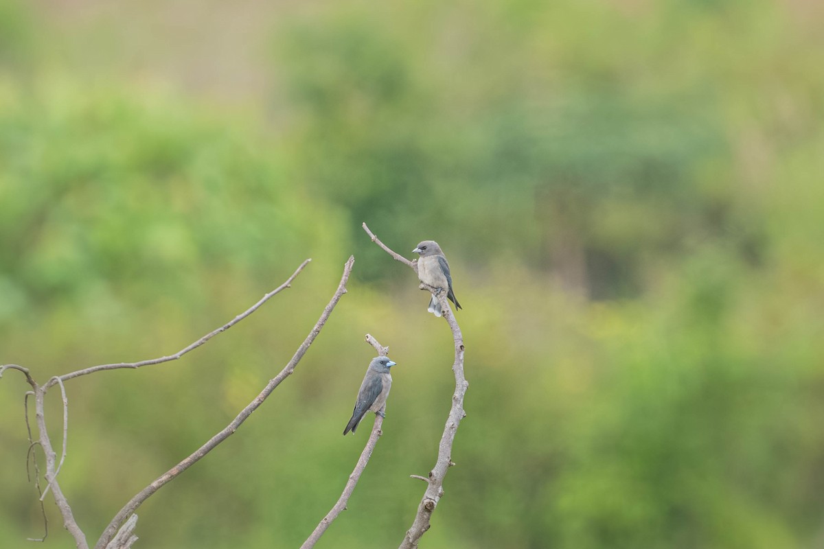 Ashy Woodswallow - ML646903767