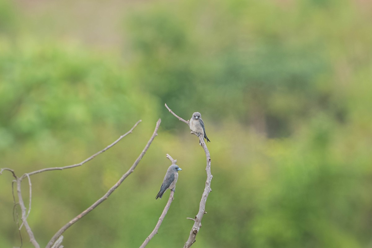 Ashy Woodswallow - ML646903769