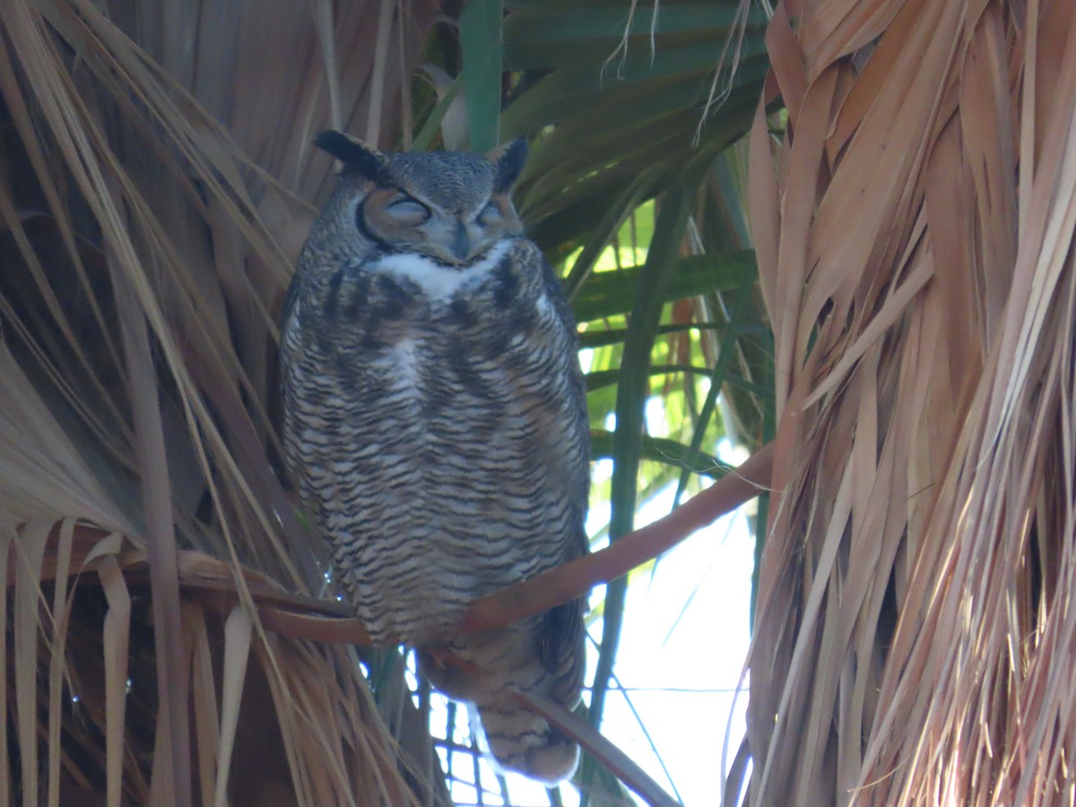 Great Horned Owl - ML646903770