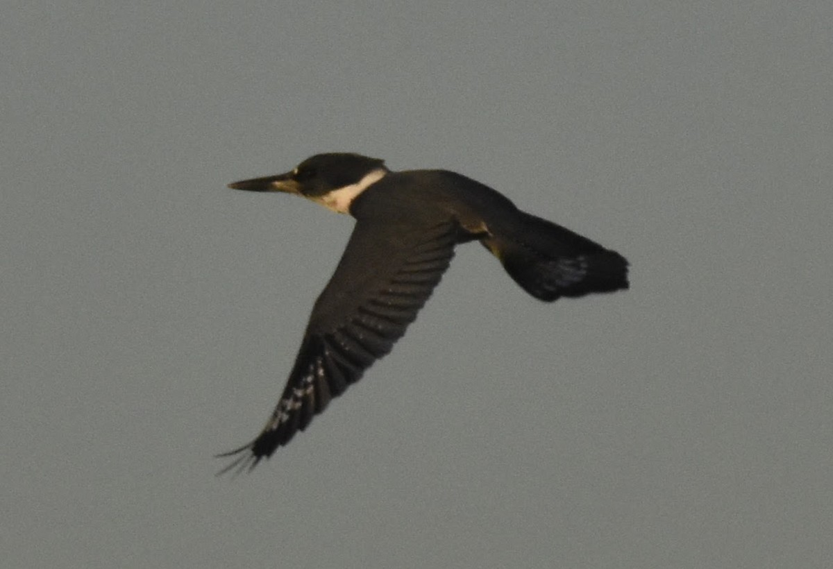 Belted Kingfisher - ML646903771