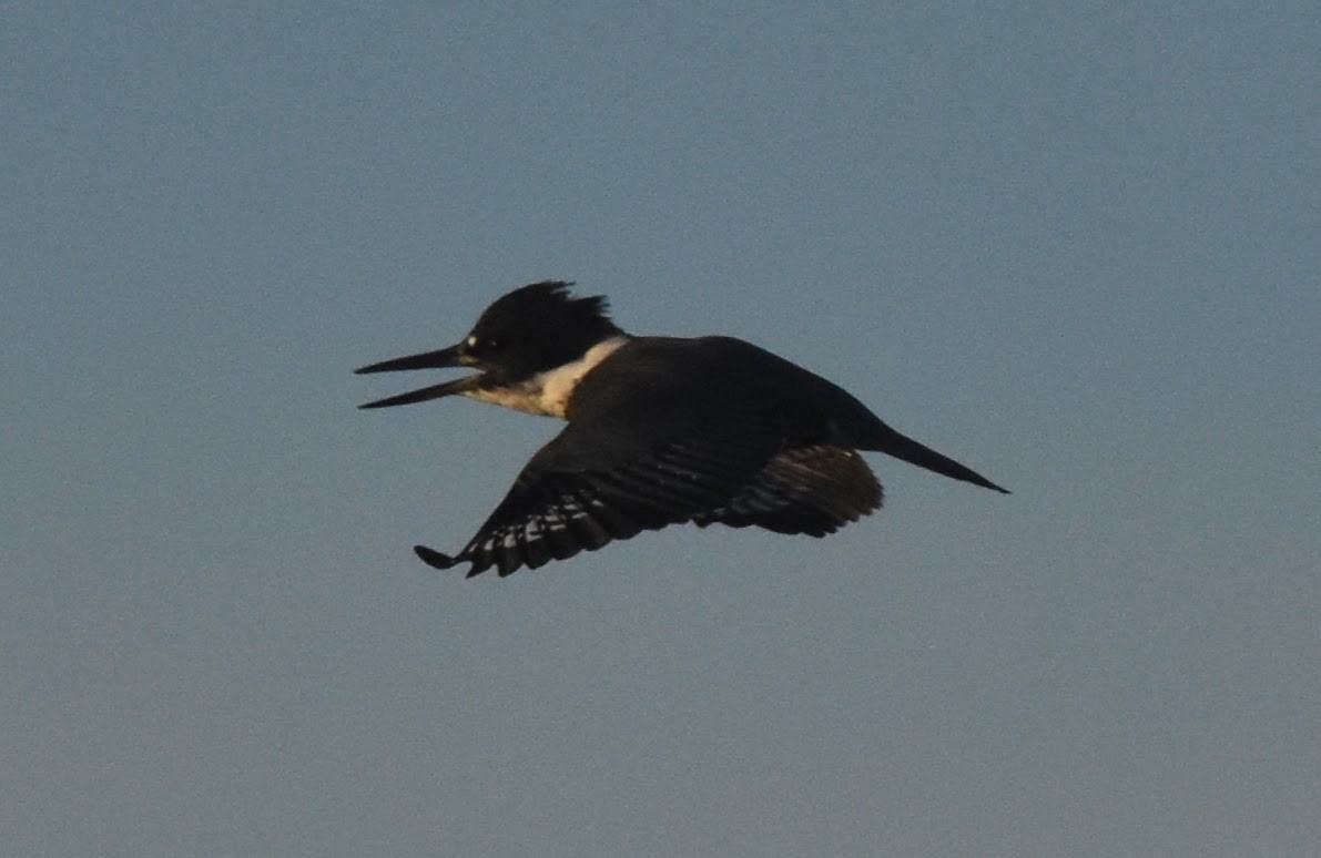 Belted Kingfisher - ML646903772