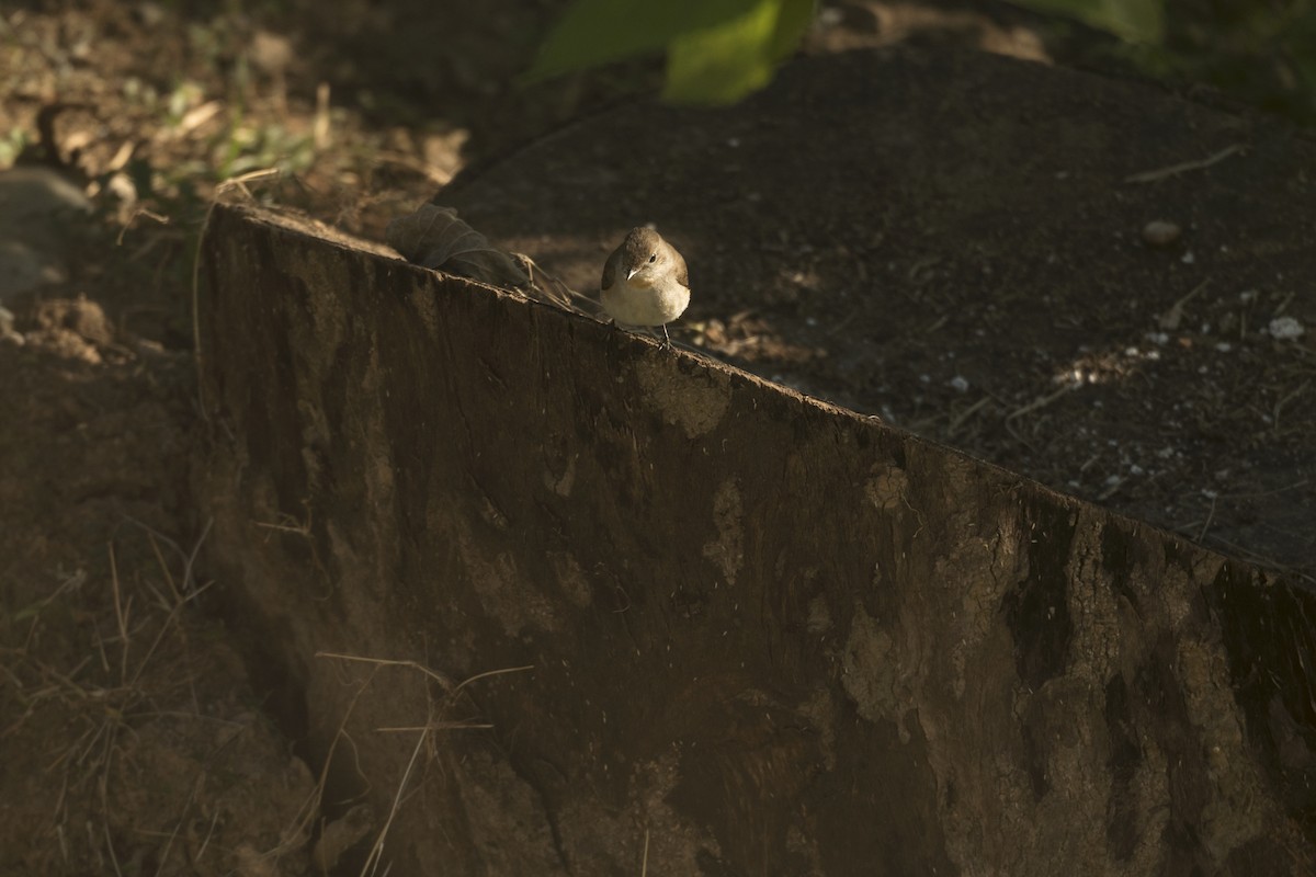 紅喉鶲 - ML646903780