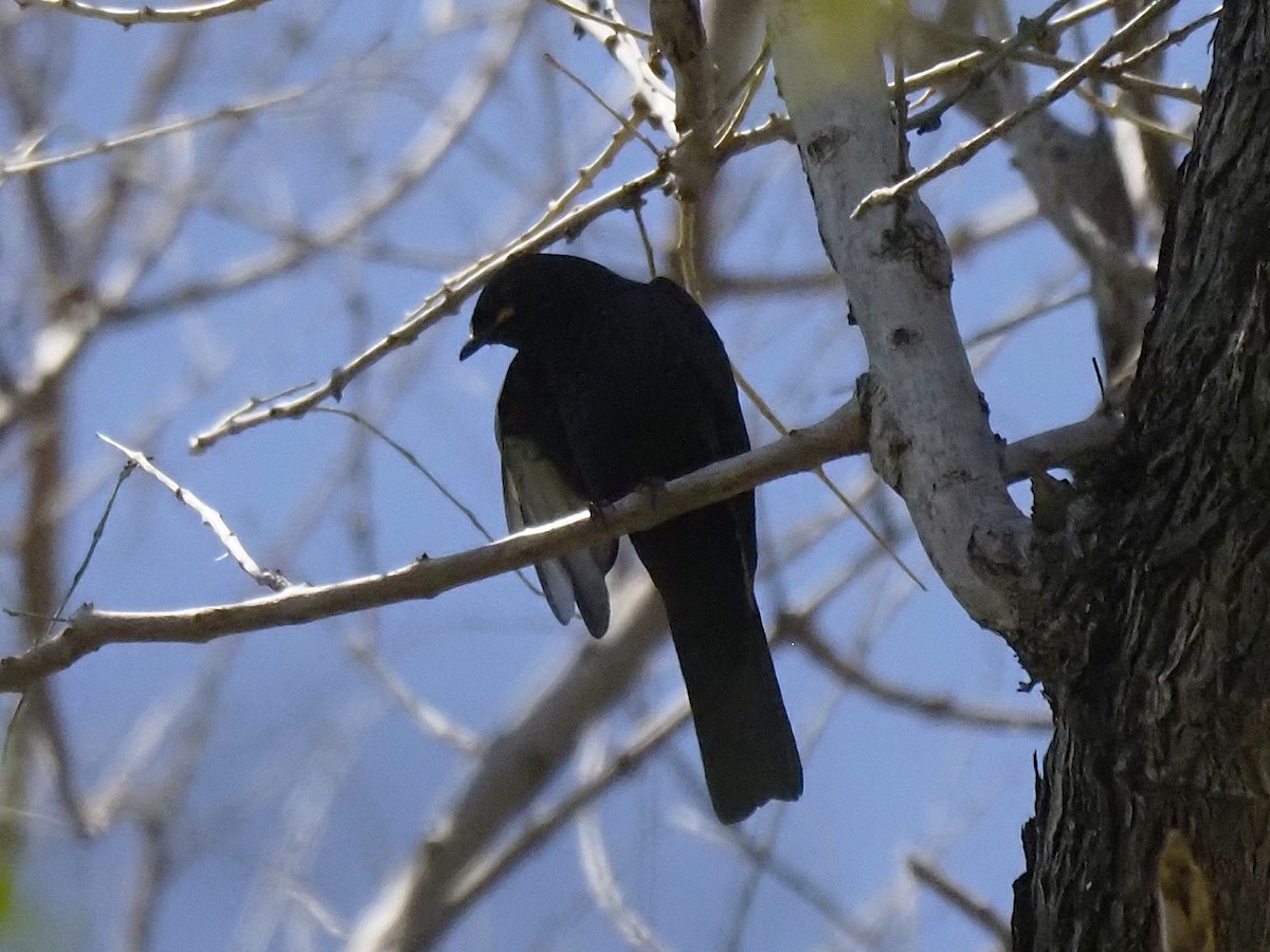 Black Cuckooshrike - ML646903781