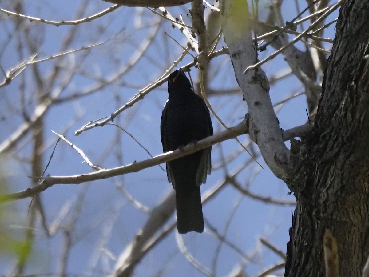 Black Cuckooshrike - ML646903782