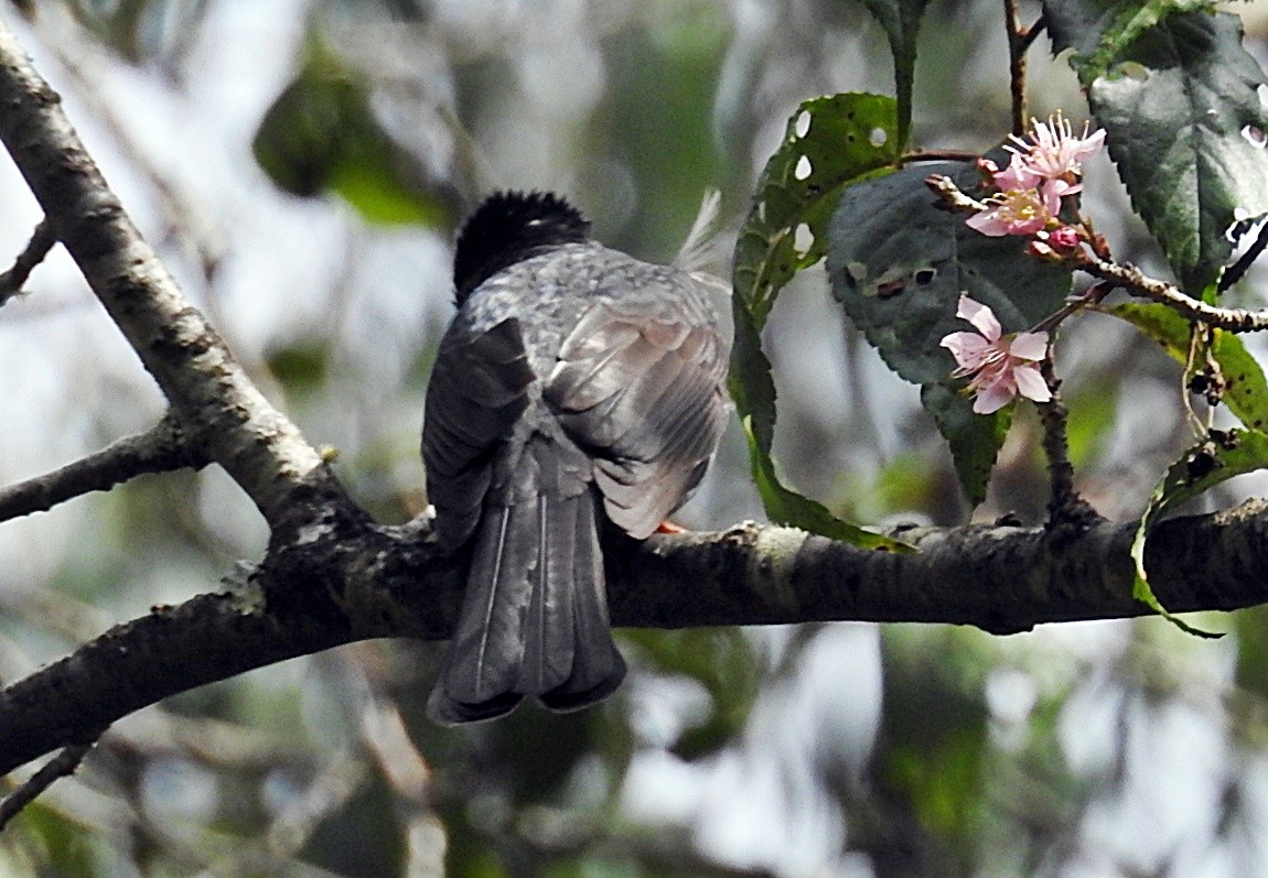 インドクロヒヨドリ - ML646903784