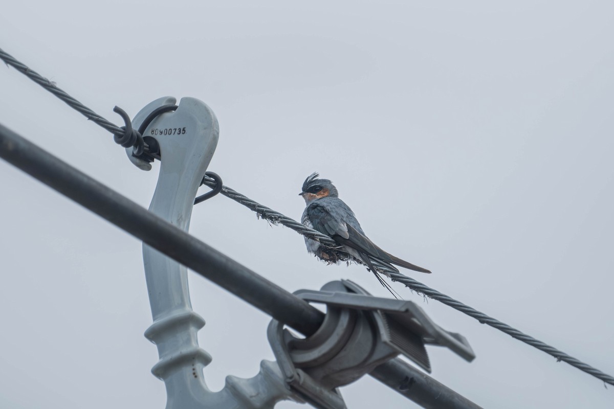 Crested Treeswift - ML646903786