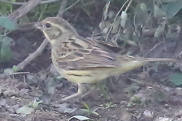 Black-faced Bunting - ML646903788