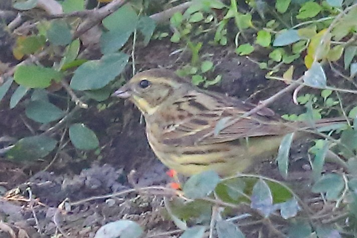 Black-faced Bunting - ML646903789