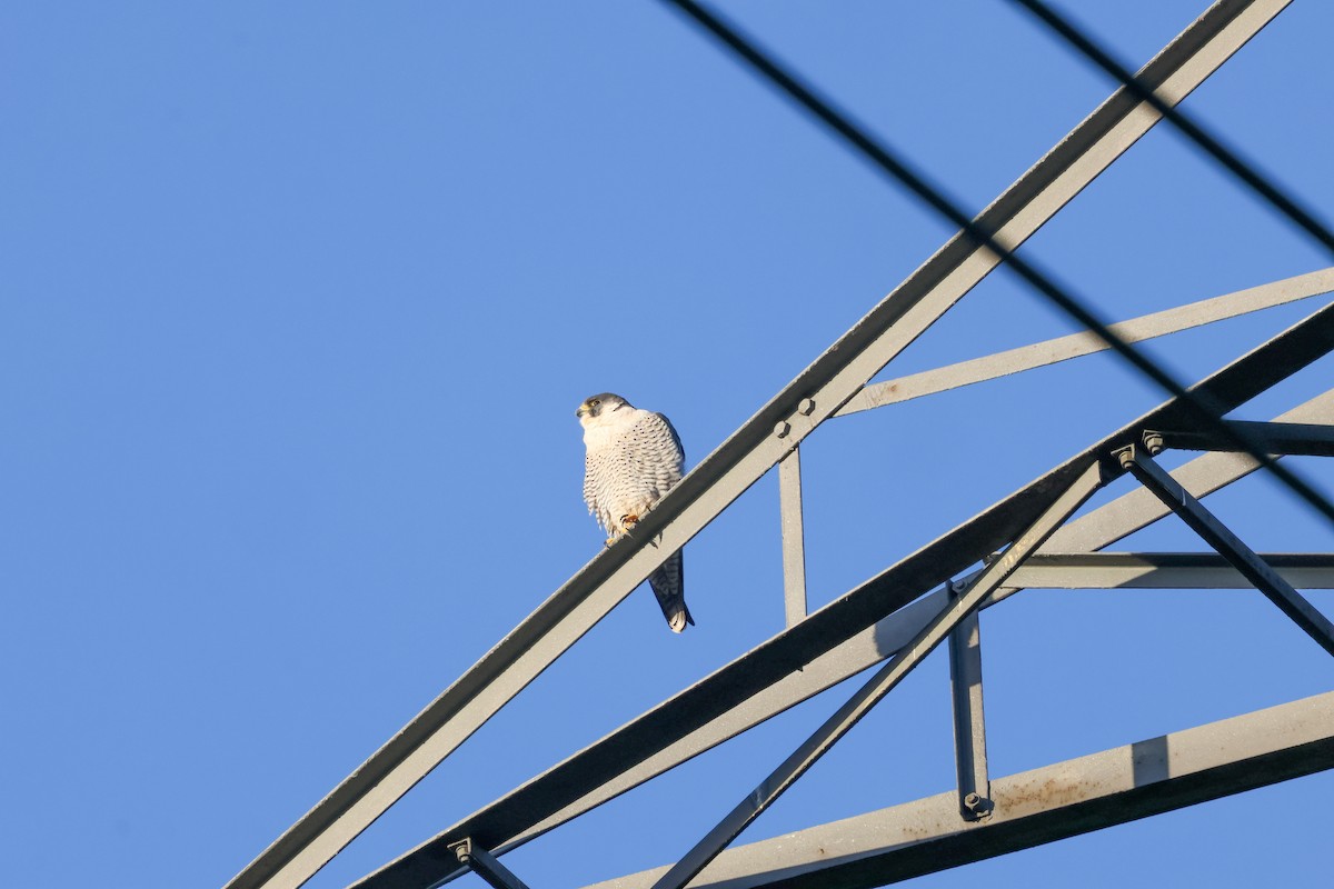 Peregrine Falcon - ML646903790