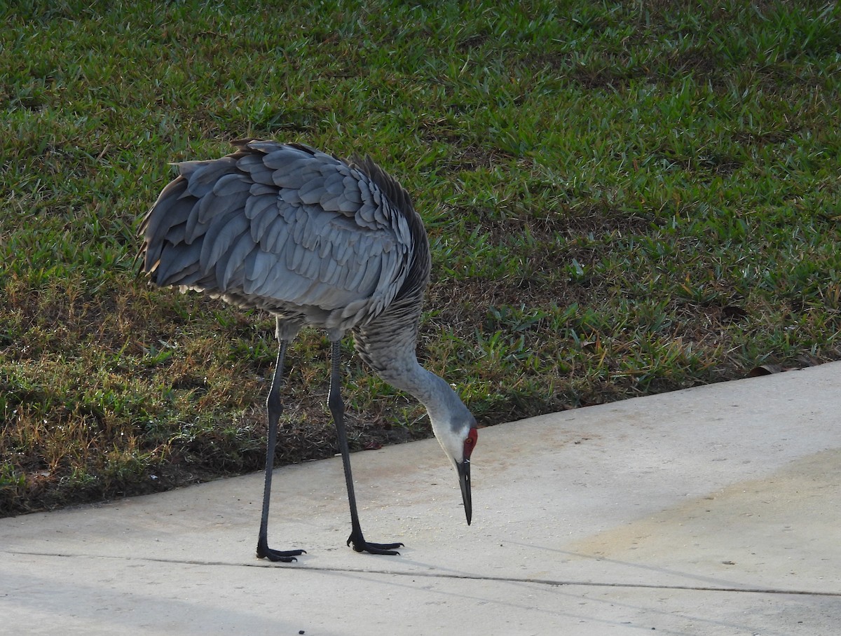 カナダヅル - ML646903795