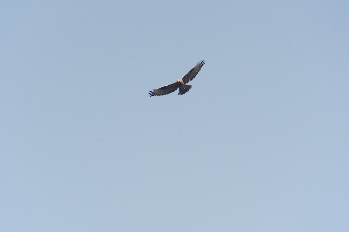 Himalayan Buzzard - ML646903797