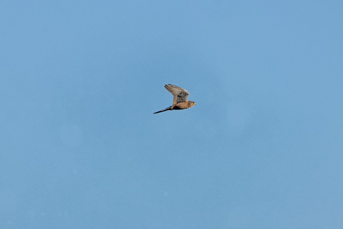 Eurasian Kestrel - ML646903800