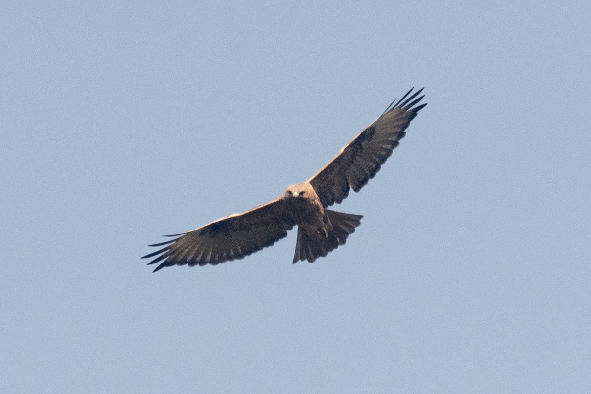 Himalayan Buzzard - ML646903801