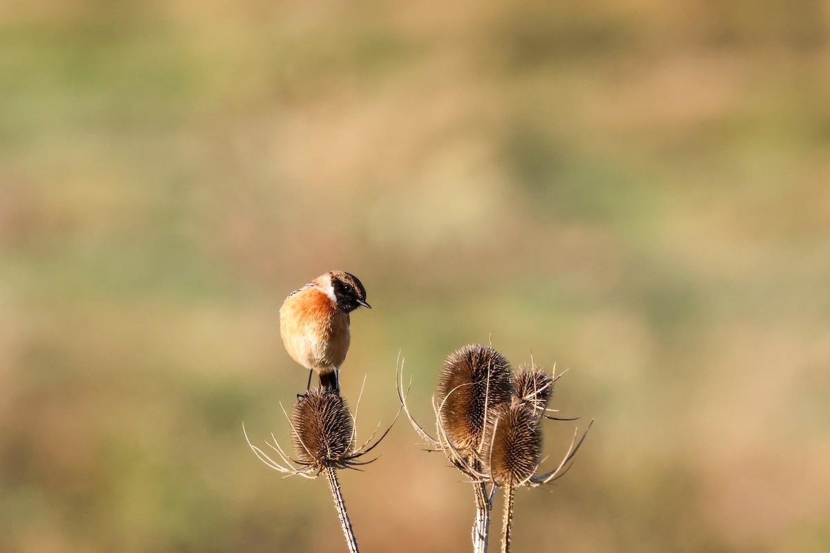 European Stonechat - ML646903804