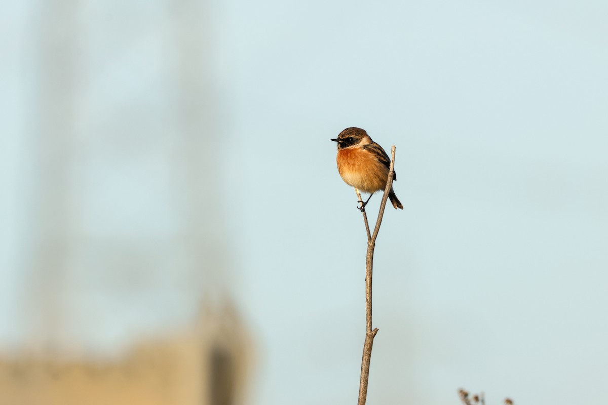 European Stonechat - ML646903805