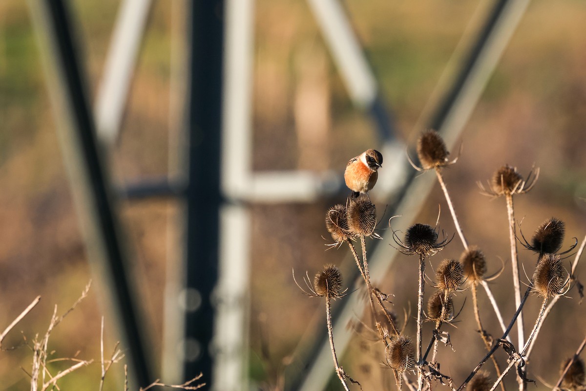European Stonechat - ML646903806