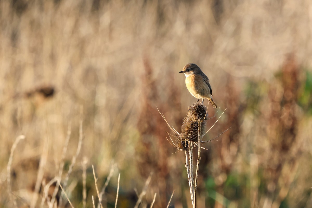 European Stonechat - ML646903807