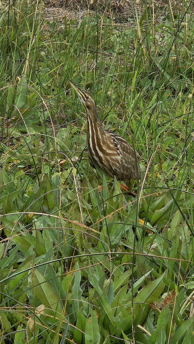 American Bittern - ML646903813