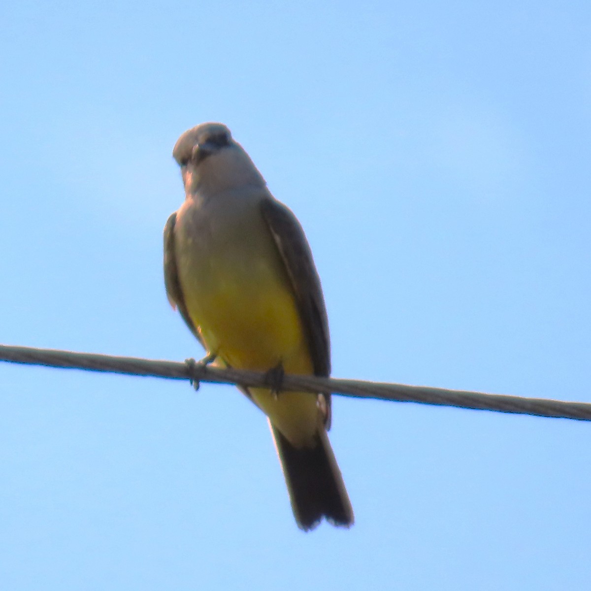 Schmalschnabel-Königstyrann - ML646903814