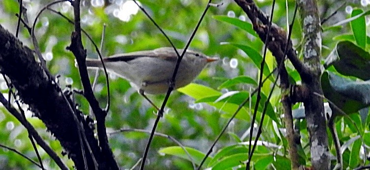 budníček zelený - ML646903818