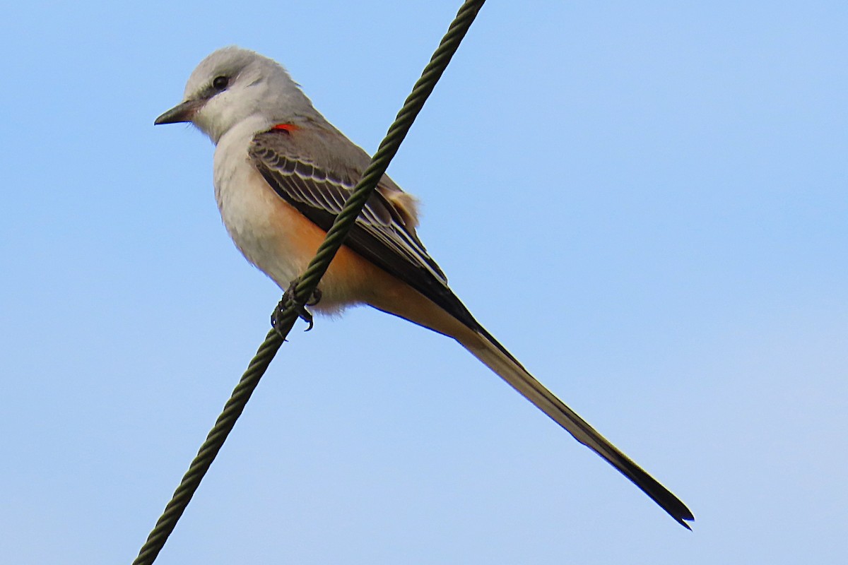 Scherenschwanz-Königstyrann - ML646903819