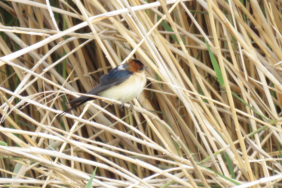 European Red-rumped Swallow - ML646903822