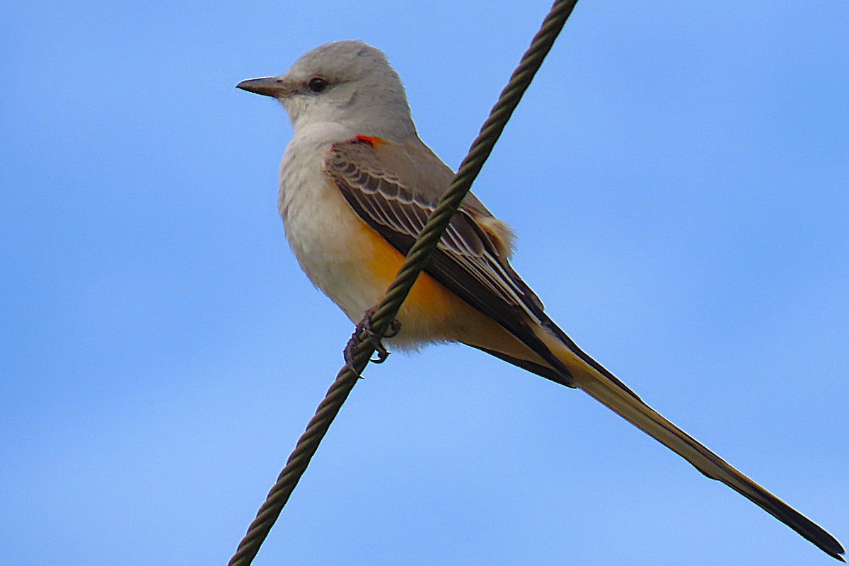 Scherenschwanz-Königstyrann - ML646903826