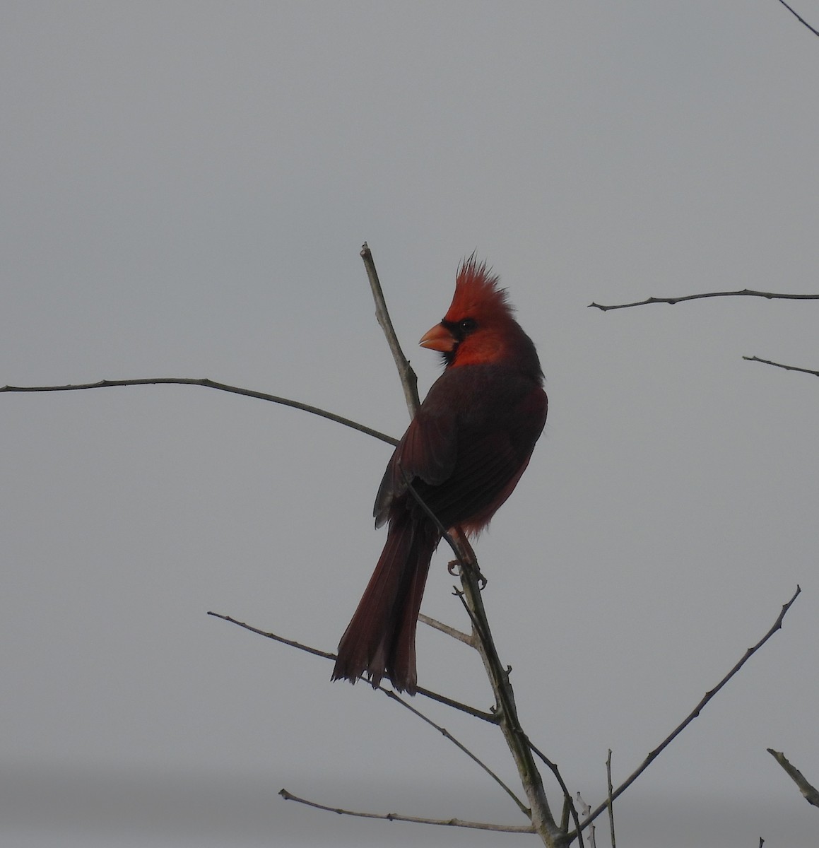 ショウジョウコウカンチョウ - ML646903827