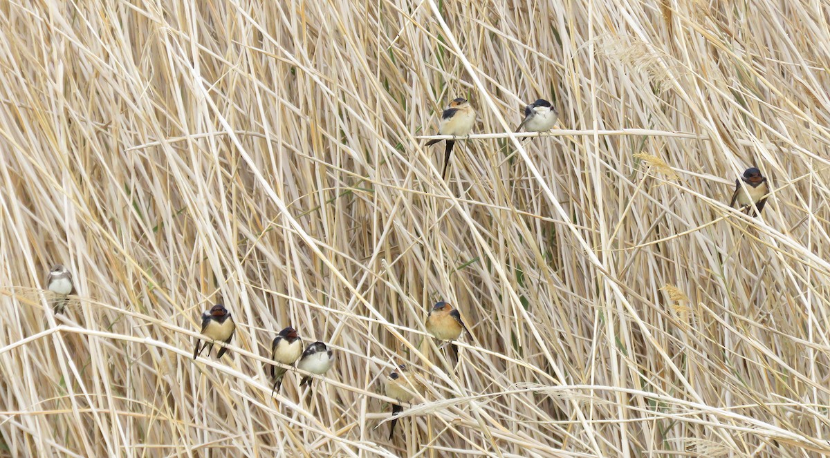 European Red-rumped Swallow - ML646903831