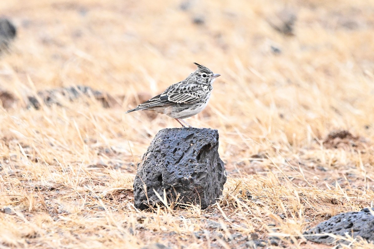 Thekla's Lark - ML646903832