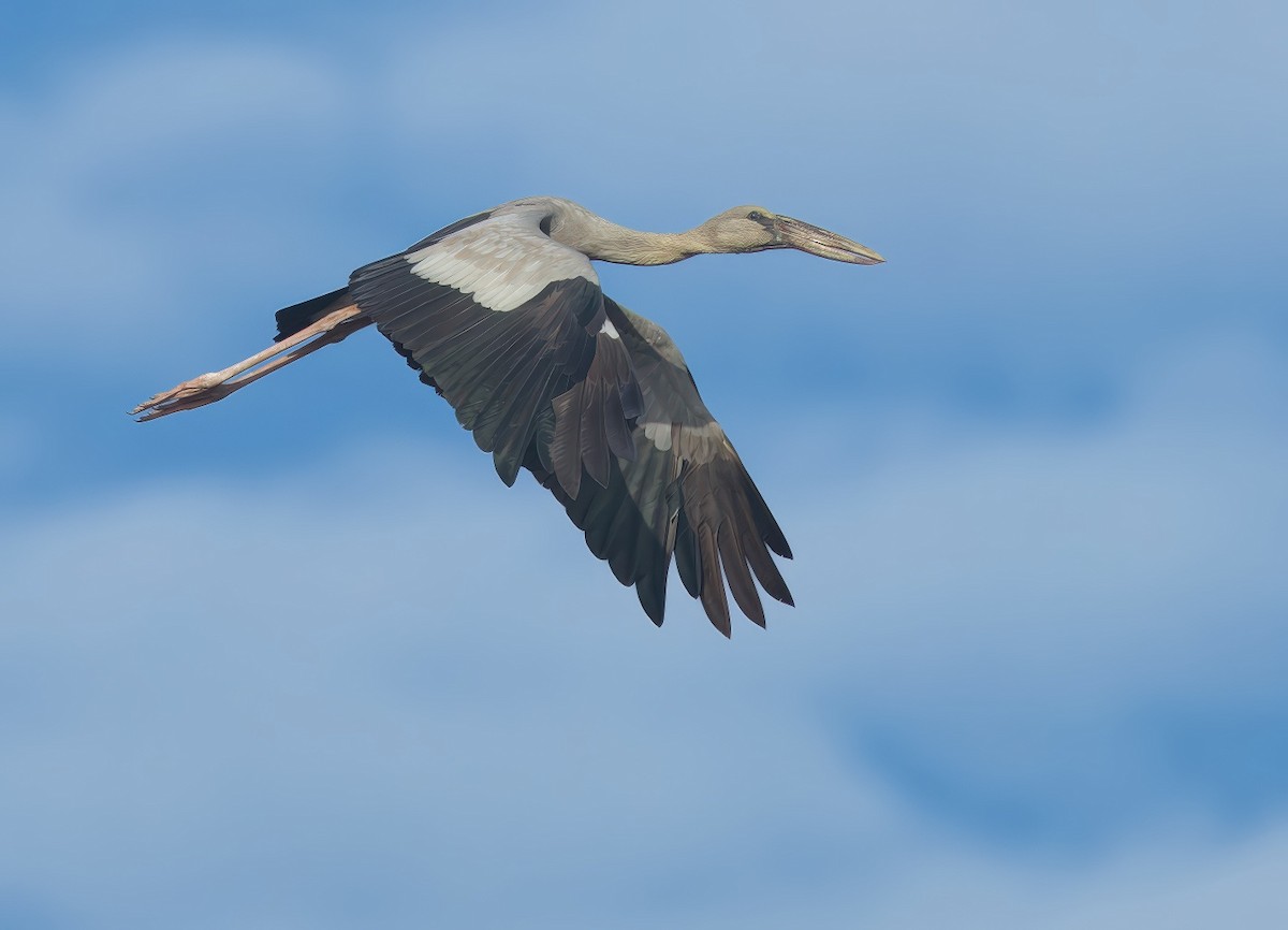 スキハシコウ - ML646903839