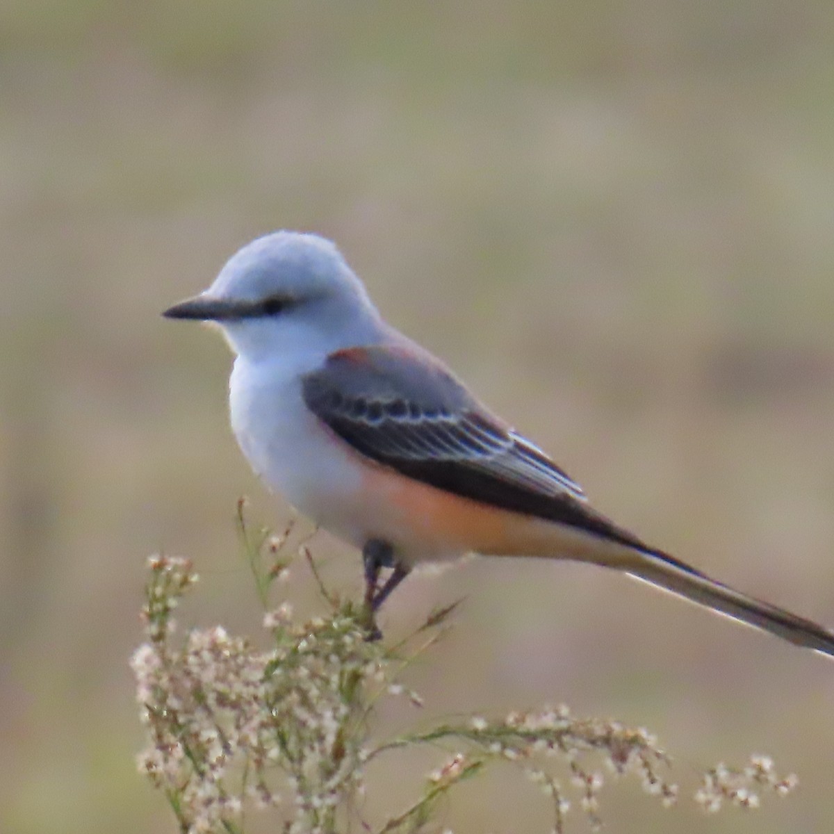 Scherenschwanz-Königstyrann - ML646903840