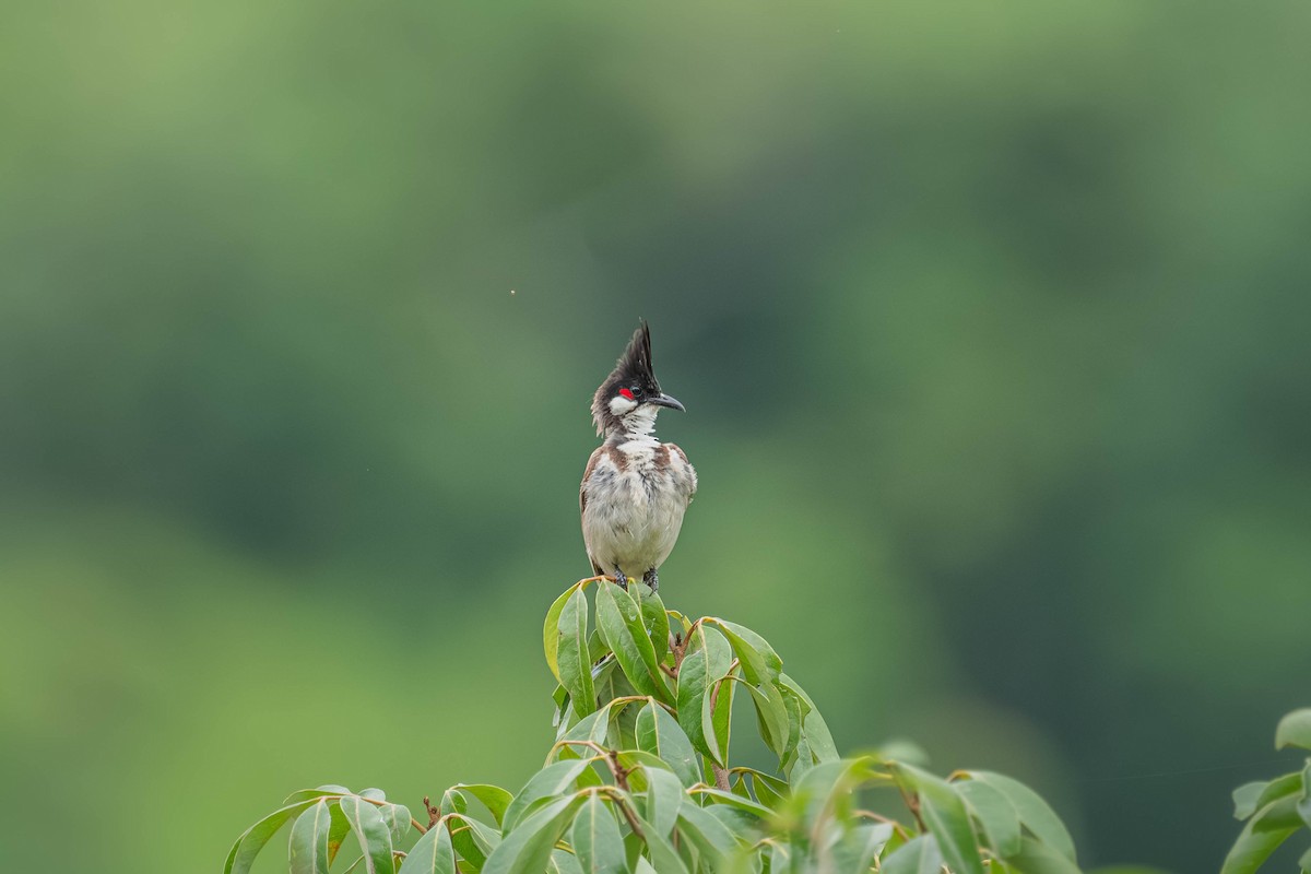 Red-whiskered Bulbul - ML646903844
