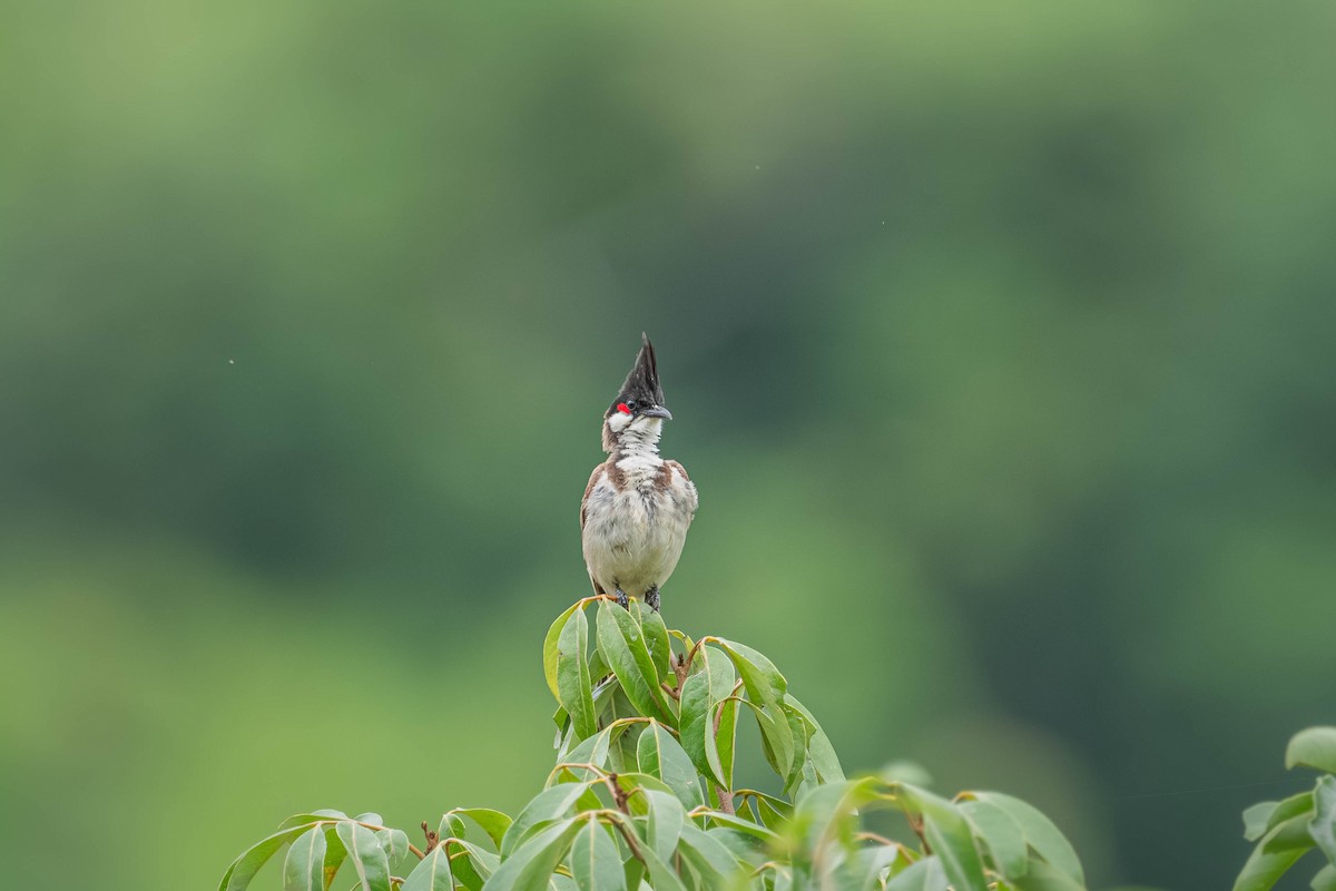 Red-whiskered Bulbul - ML646903845