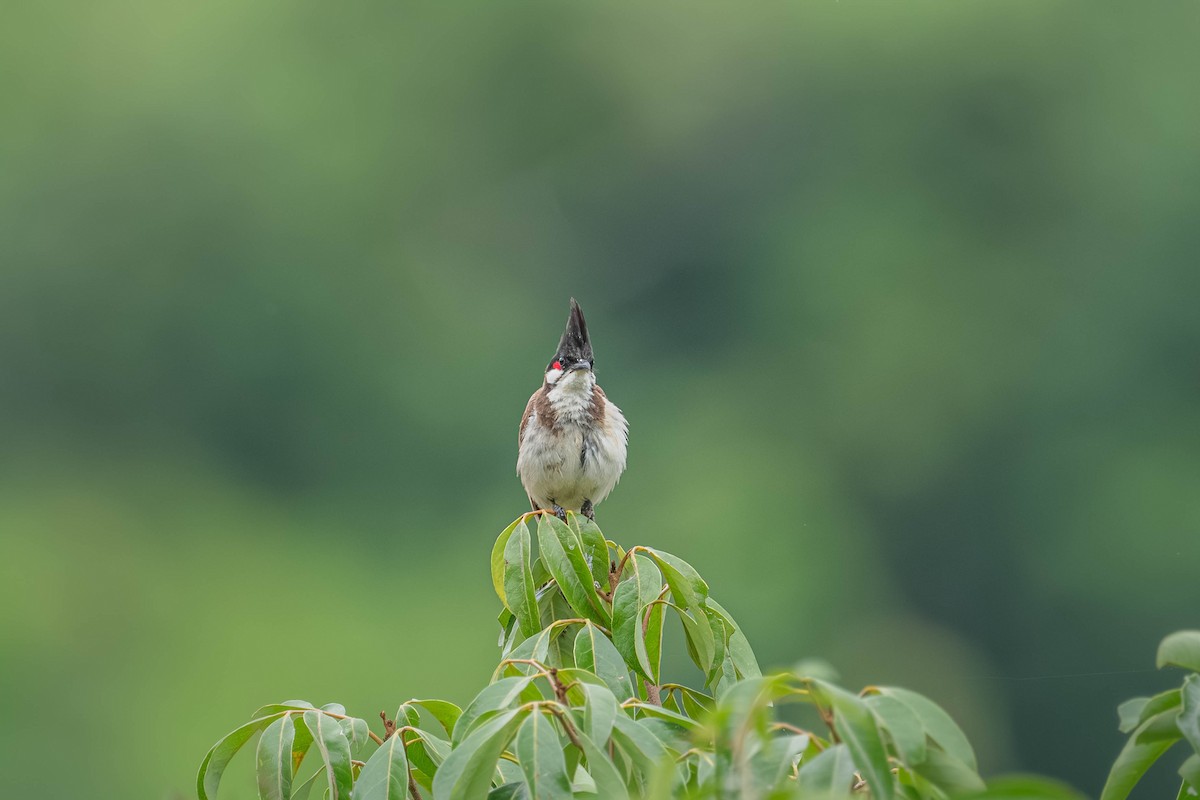 Red-whiskered Bulbul - ML646903846