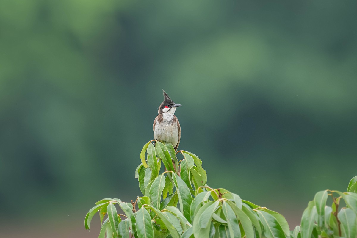 Red-whiskered Bulbul - ML646903847