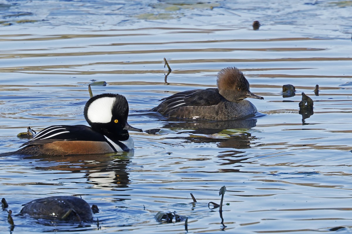Hooded Merganser - ML646903848