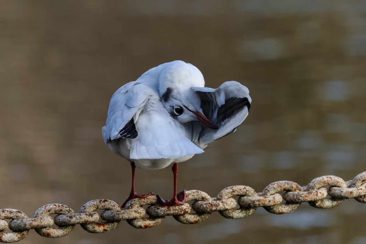 Black-headed Gull - ML646903849