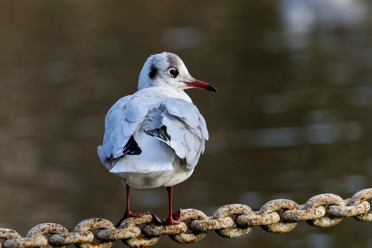 Black-headed Gull - ML646903850