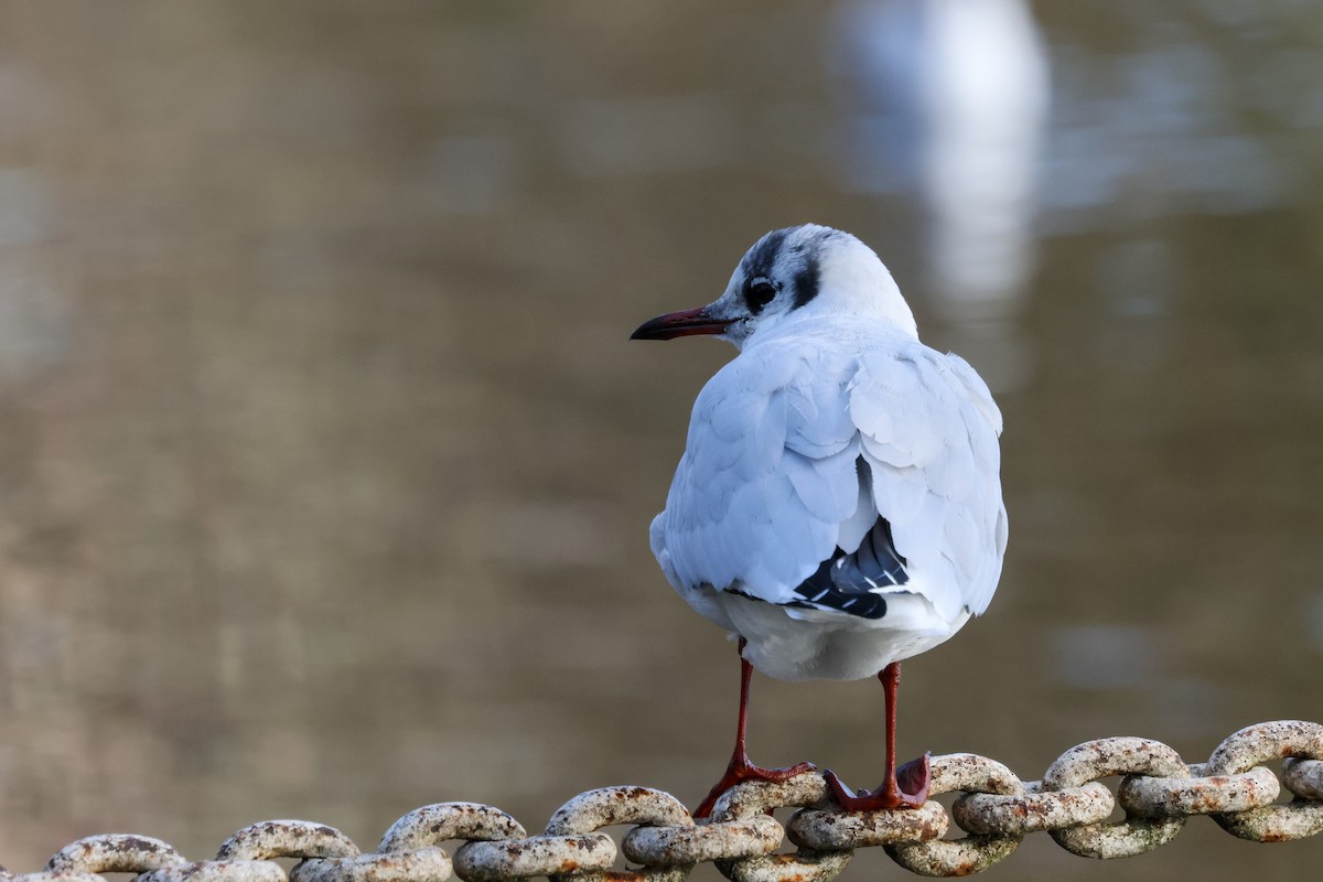 Black-headed Gull - ML646903851