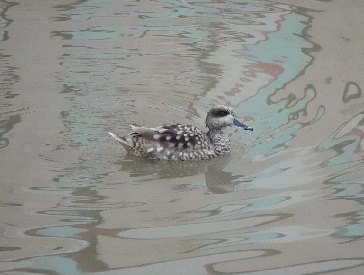 Marbled Duck - ML646903856