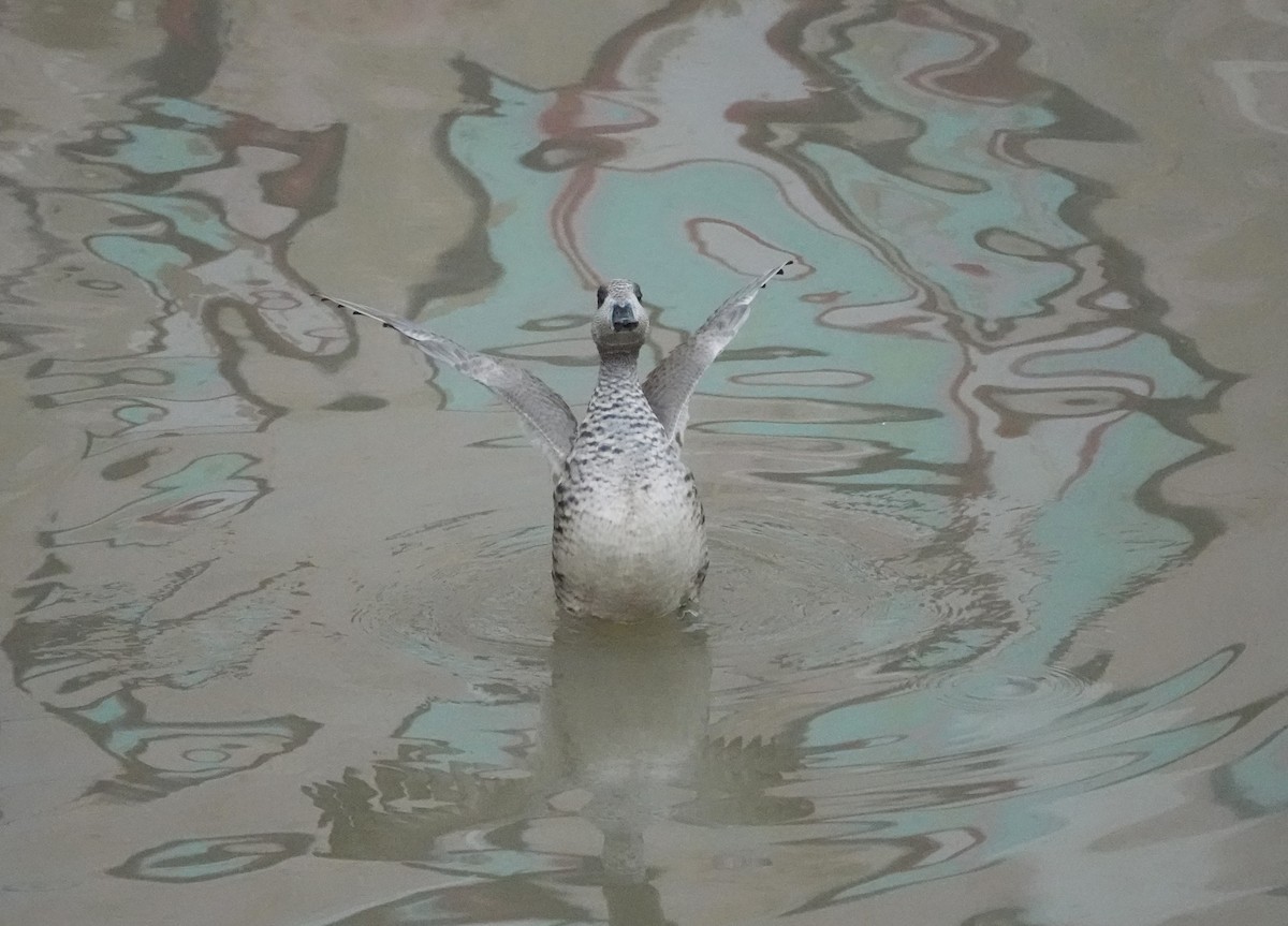 Marbled Duck - ML646903859